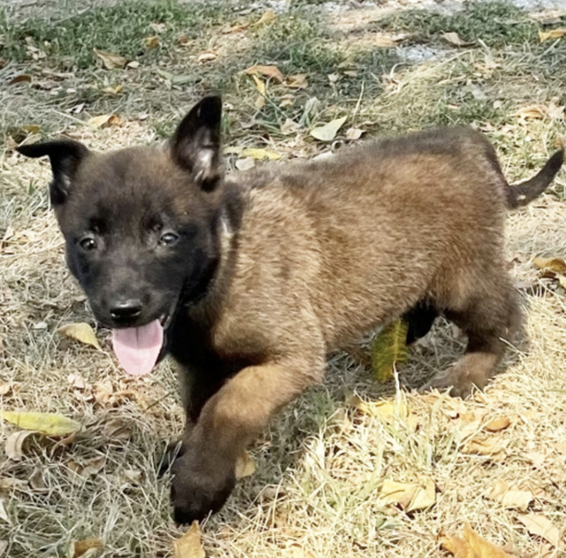 comprar cachorros sanos, baratos y asequibles para la venta